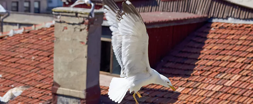 Residential Chimney Animal Removal Solution in Alpharetta, GA